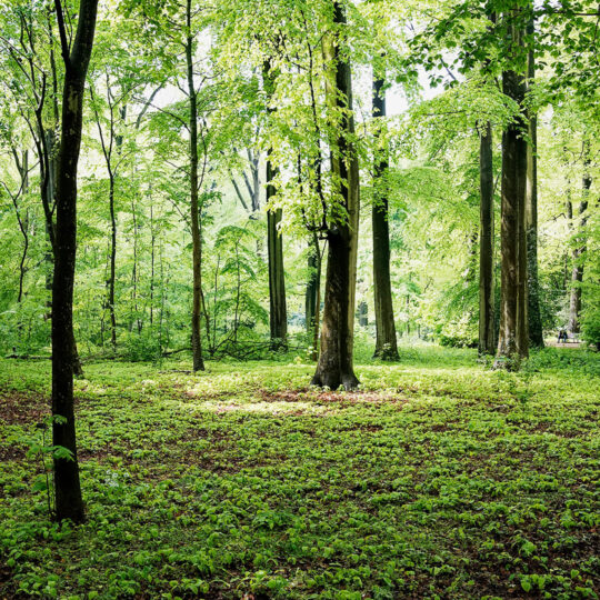 Forrest of trees